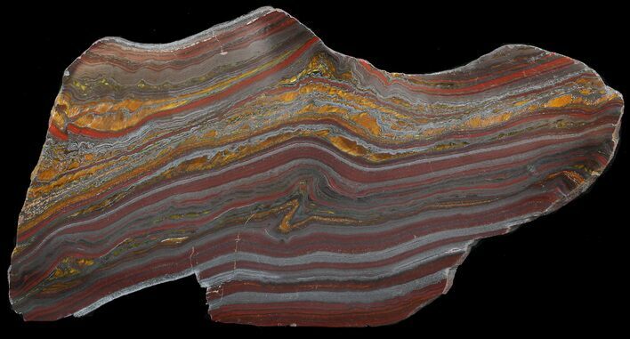 Polished Tiger Iron Stromatolite - ( Billion Years) #46812